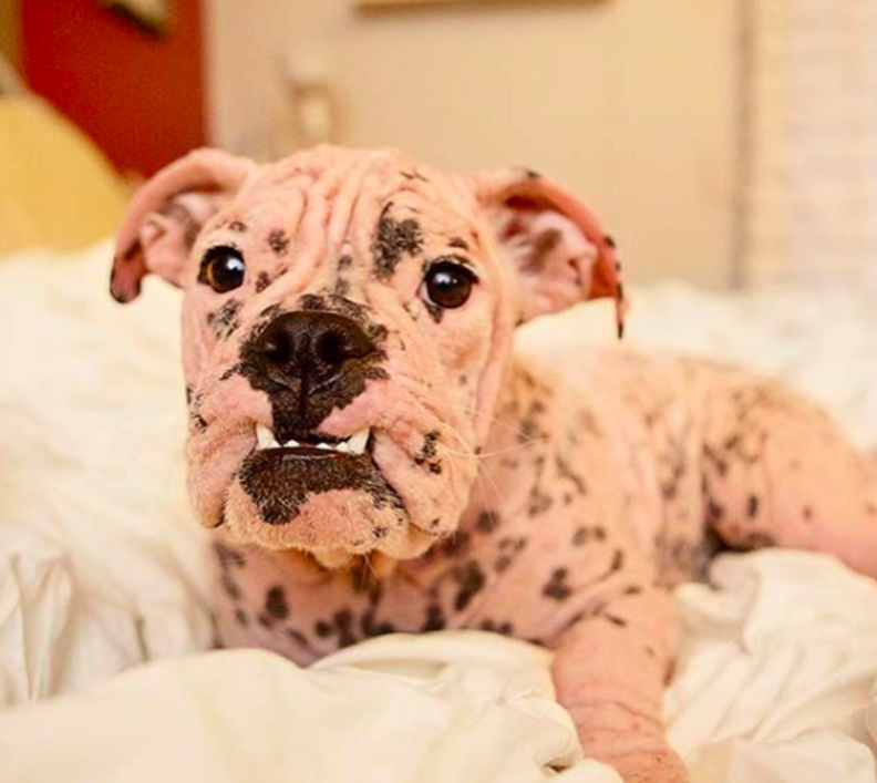 Hairless Bulldog Found On California 